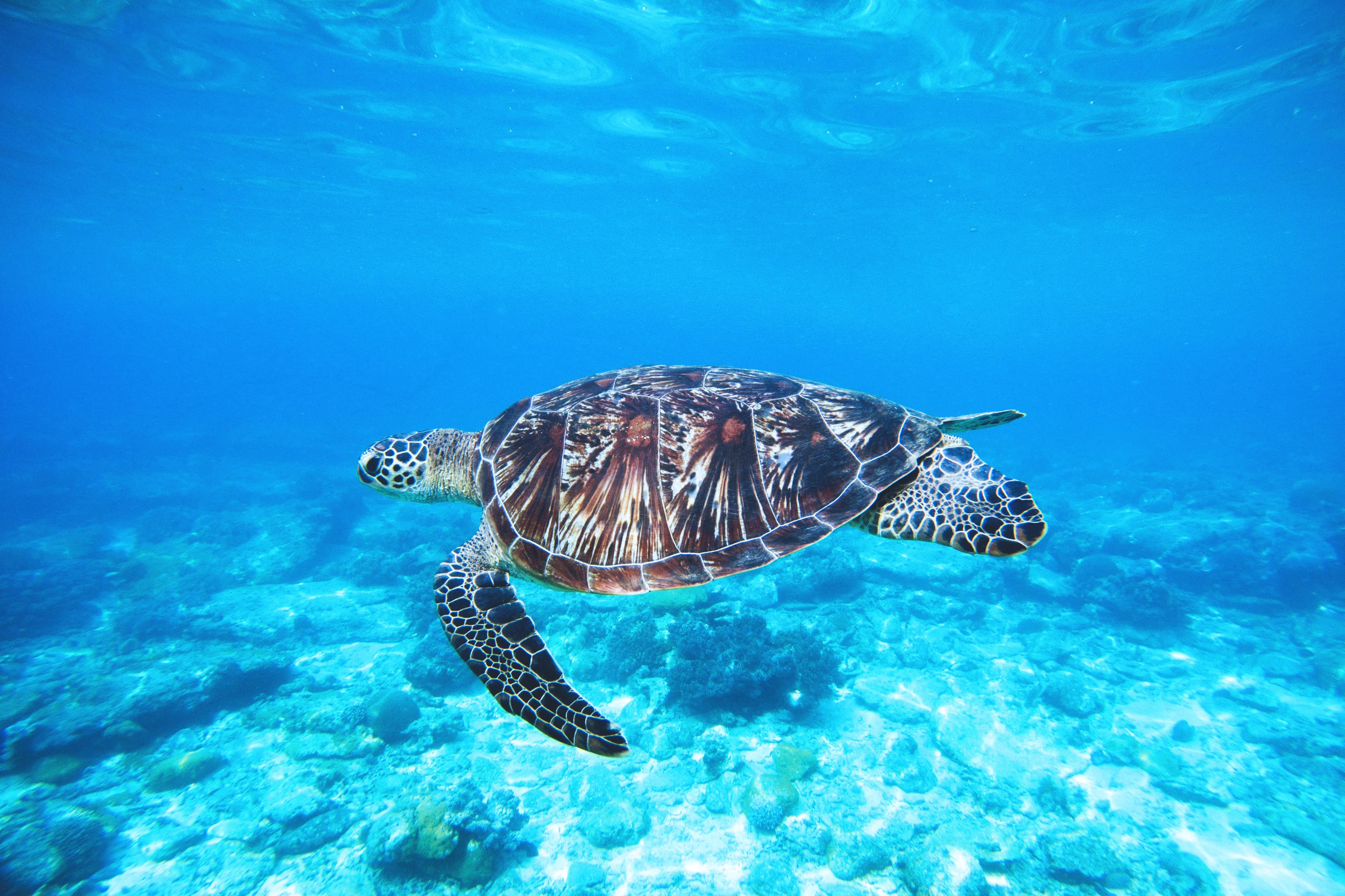 The sea as an ally: technology for a healthy ocean